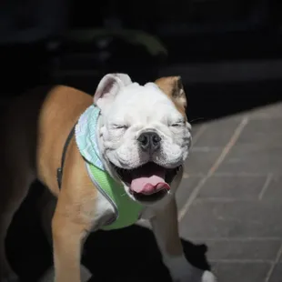 Pet Sitting and Dog Walking Specials Available in Laguna Niguel. Call (918) 809-5740. Also Serving: Dana Point, Aliso Viejo, San