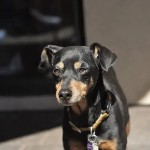 Pet Sitting and Dog Walking Specials Available in Laguna Niguel. Call (918) 809-5740. Also Serving: Dana Point, Aliso Viejo, San