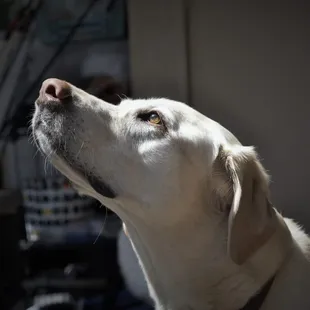 Pet Sitting and Dog Walking Specials Available in Laguna Niguel. Call (918) 809-5740. Also Serving: Dana Point, Aliso Viejo, San