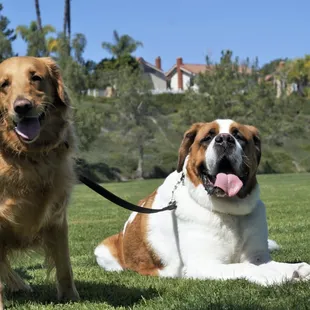 Pet Sitting and Dog Walking Specials Available in Laguna Niguel. Call (918) 809-5740. Also Serving: Dana Point, Aliso Viejo, San