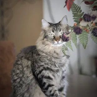 Pet Sitting and Dog Walking Specials Available in Laguna Niguel. Call (918) 809-5740. Also Serving: Dana Point, Aliso Viejo, San