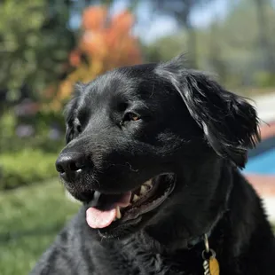 Pet Sitting and Dog Walking Specials Available in Laguna Niguel. Call (918) 809-5740. Also Serving: Dana Point, Aliso Viejo, San