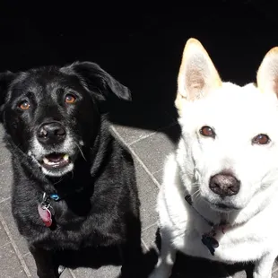 Pet Sitting and Dog Walking Specials Available in Laguna Niguel. Call (918) 809-5740. Also Serving: Dana Point, Aliso Viejo, San