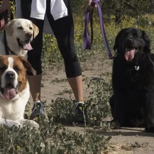 Pet Sitting and Dog Walking Specials Available in Laguna Niguel. Call (918) 809-5740. Also Serving: Dana Point, Aliso Viejo, San