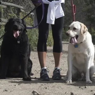 Pet Sitting and Dog Walking Specials Available in Laguna Niguel. Call (918) 809-5740. Also Serving: Dana Point, Aliso Viejo, San