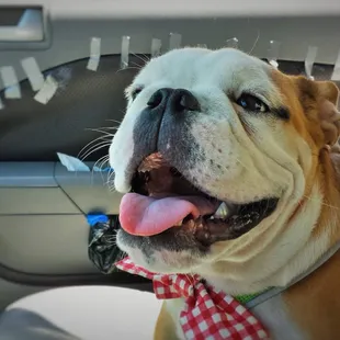 Pet Sitting and Dog Walking Specials Available in Laguna Niguel. Call (918) 809-5740. Also Serving: Dana Point, Aliso Viejo, San