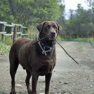 Pet Sitting and Dog Walking Specials Available in Laguna Niguel. Call (918) 809-5740. Also Serving: Dana Point, Aliso Viejo, San