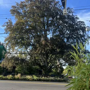 Majestic tree viewed from our table