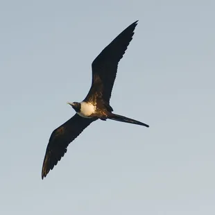 Frigate Bird