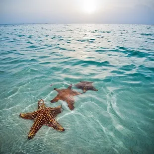 Starfish Point