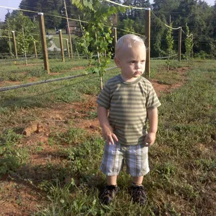 Vineyard Foreman - Joe II