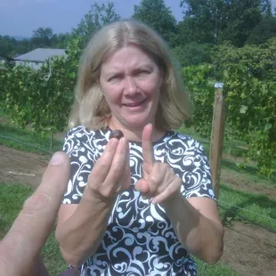 Vintner Dawn holds the first grape harvested from the Sullivan Vineyard