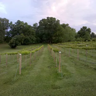 Freshly planted Sullivan Vineyard