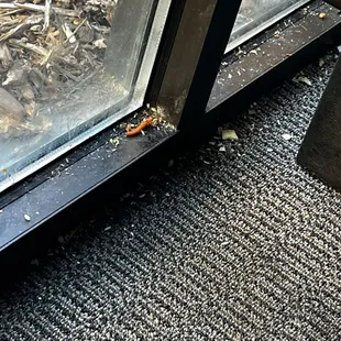 The floors and windows