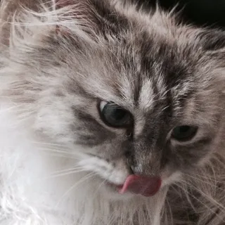 Amy E.