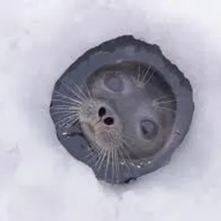 G M.