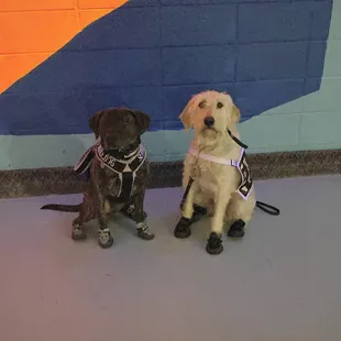 Here is Grimm and Fussion at Sk8away! (NOT PET FRIENDLY, service animals only)