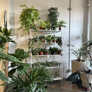 a variety of house plants in a room