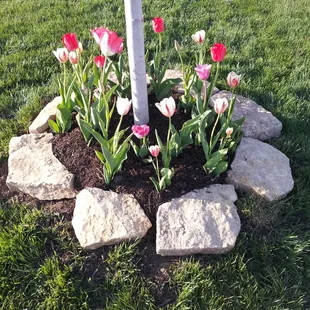 Contact SK Lawn Care at sklawncarekc.com