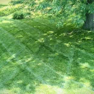 Contact SK Lawn Care at www.sklawncarekc.com