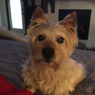 Gizmo, my 13 year old Norwich Terrier