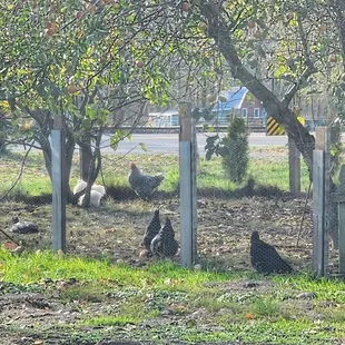 My view of nearby chickens and ducks while savoring The Mondo Burger (11/18/23)