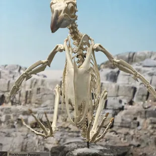 Skeletons Museum Of Osteology