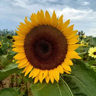a sunflower