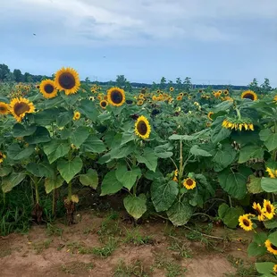a field of sunflowers