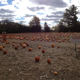 A field of pumpkins
