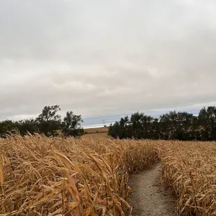 Corn Maze