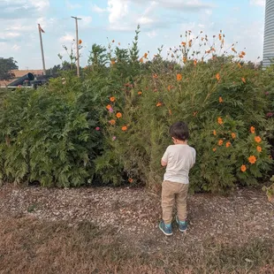 Wildflowers throughout the farm