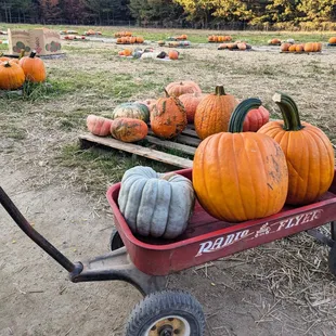 Skinquarter market pumpkin patch