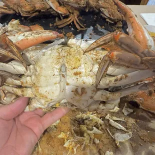food, shellfish, oysters and mussels, mussels, oysters
