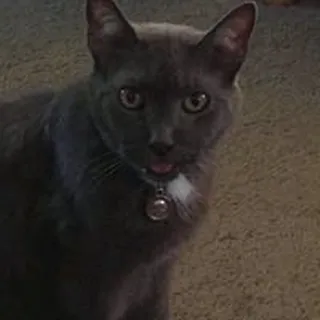 Amelia A.