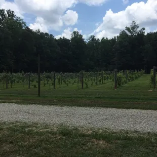 a view of the vineyard
