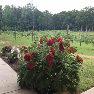 red peonies in a garden