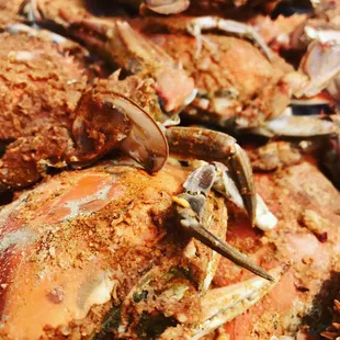 Blue Crabs
