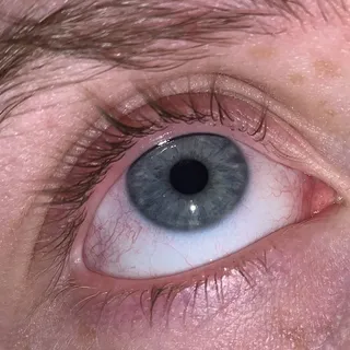 Yellow cricket’s art