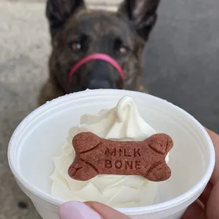 a dog looking at the camera