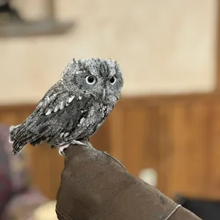 Otto the Owl