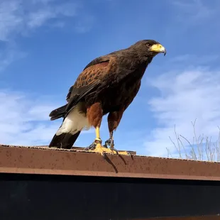 Harris hawk Jeffrey ready to go