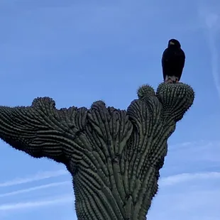 Jeffrey on a weird mutant cacti