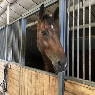 Felix was such a handsome soul and my favorite cheer partner for warrior poses.