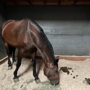 Make so many new friends mostly tall, strong and  bold thoroughbreds at the stalls.