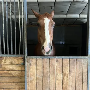 Mind of a king. Heart of a warrior.