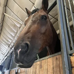 While hoof prints may fade, the ones left on your heart will never disappear. Felix has definitely imprinted on me and I am thankful.