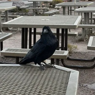 Watch out for these guys they will want your food lol