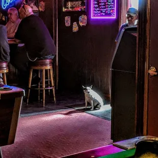 a pool table and a cat