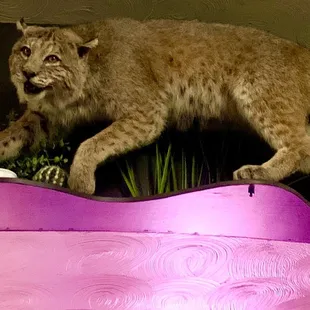 See the bobcat